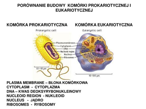 PPT KOMÓRKI BUDOWA FUNKCJE i PODZIAŁ MITOTYCZNY PowerPoint