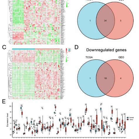 Identification Of Ferroptosis Related Degs In Tcga And Geo Cohorts Download Scientific Diagram