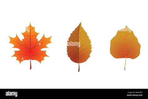 Autumn Leaves Set Isolated On White Background Vector Illustration