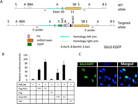 Generation Of Glis Egfp Mice A Schematic View Of The Mouse Wt Glis