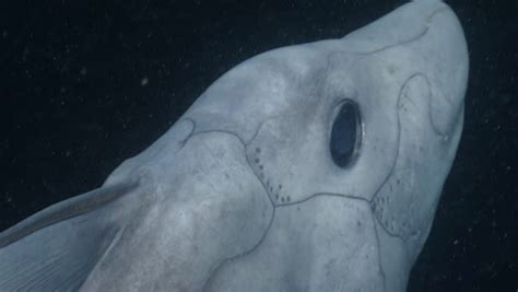 Ghost Sharks Were First Recorded At A Depth Of 2000m