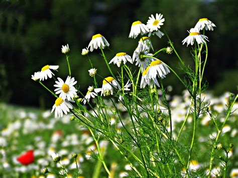 Chamomile Flowers Field - Free photo on Pixabay - Pixabay