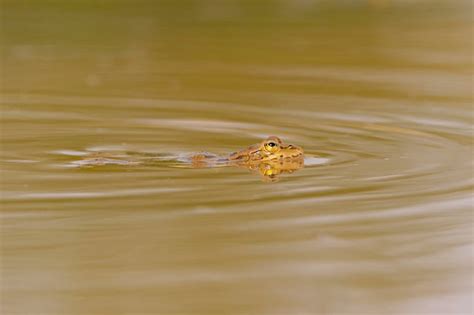 Premium Photo Iberian Green Frog Pelophylax Perezi Malaga Spain