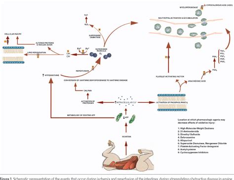 Figure 1 from Intestinal ischemia-reperfusion injury in horses ...