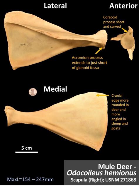 Mule Deer Scapula Osteoid Bone Identification