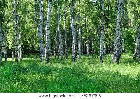 First Spring Greens Image Photo Free Trial Bigstock