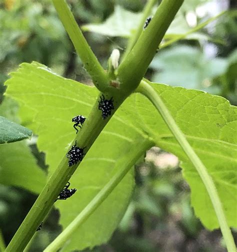 The evil little lantern fly nymphs are all over my grapevines today ...