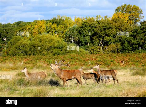 Red Deer Cervus Elaphus Belling Hart Standing With Hinds In A