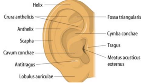 Sinnesorgane Anatomie Des Ohres Flashcards Quizlet