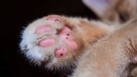 El Gato De Nari O Una Nueva Especie De Felino En Nuestro Pa S