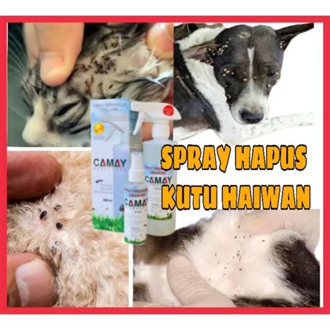 New Promo Ubat Kutu Kurap Kucing Kutu Anjing Kutu Haiwan Berkesan Tanpa