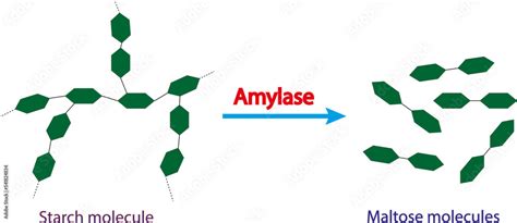 Scientific Concept Of Starch Digestion Effect Of Amylase Enzyme On Starch Molecule Maltose