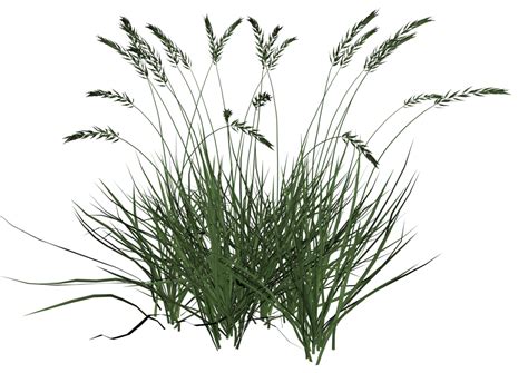 Tall Grass Plants Landscape Design Photoshop
