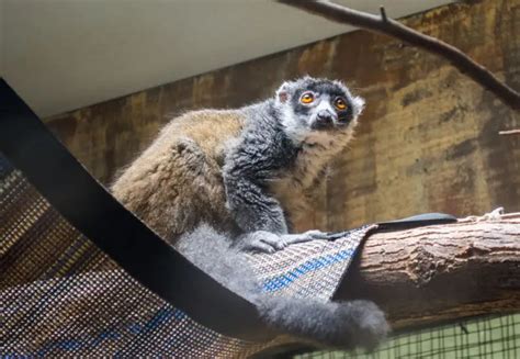 Mongoose Lemur - Facts, Diet, Habitat & Pictures on Animalia.bio