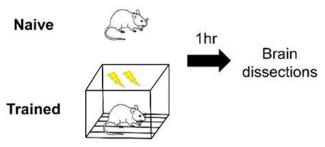 Sex Differences In Linear Polyubiquitination In The Entorhinal Cortex