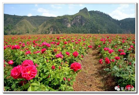 大片玫瑰花滴水玫瑰花图片大山谷图库