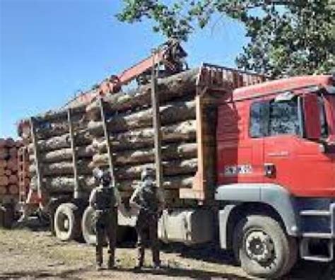 Un Chiste Primeros Detenidos Por Ley De Robo De Madera Quedaron En