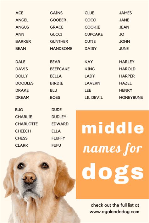 102 Creative Middle Names For Dogs (Boy & Girl) - A Gal + A Dog