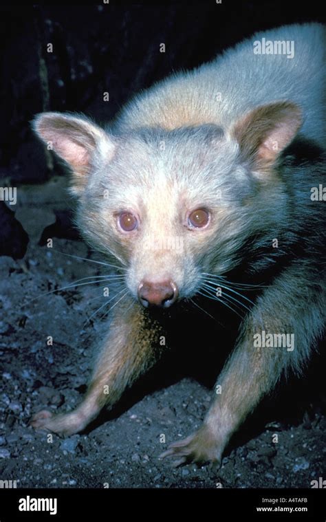 Mapache albino fotografías e imágenes de alta resolución - Alamy