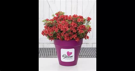 Dauerblühende Azalee BloomChampion Red online kaufen bei Olerum