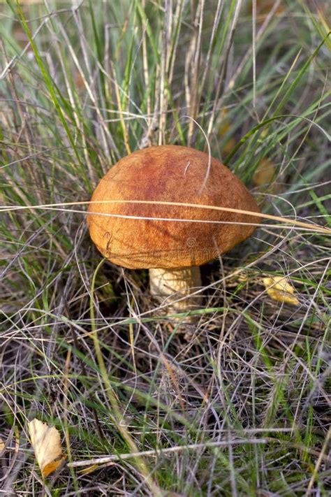 Cultivo De Hongos Boletus Comestibles En El Bosque Imagen De Archivo