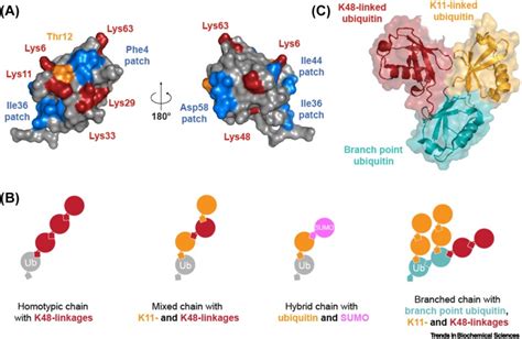 Assembly And Function Of Branched Ubiquitin Chains Trends In