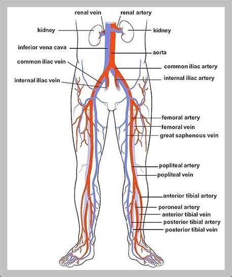 Veins Of The Leg Diagram