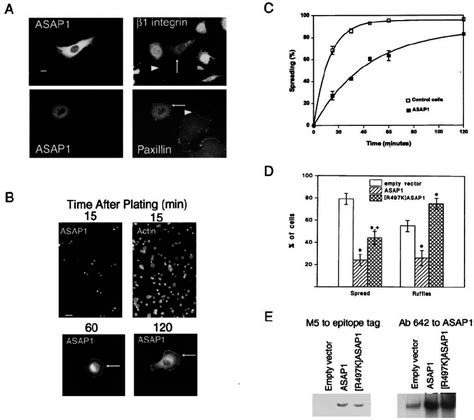 Overexpression Of Asap Affects Cytoskeletal Remodeling Nih T