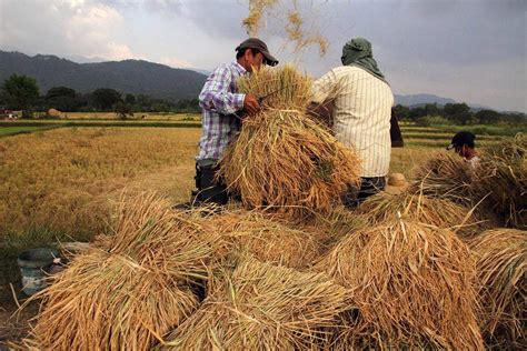 NFA starts buying palay at higher prices