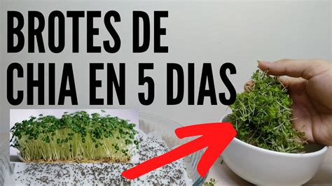 Como Hacer Brotes De Chia En Casa De Forma F Cil Saludables Y