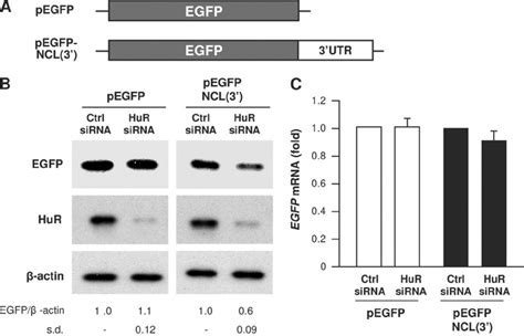 HuR regulates nucleolin expression through the NCL 3 Ј UTR A