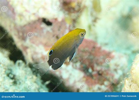 Fish Whitetail Damsel Stock Image Image Of Island 257896691