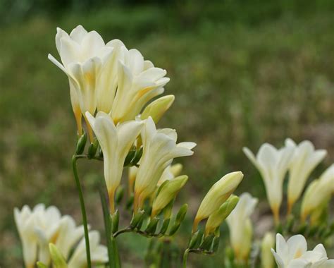 Horta À Porta Freesia FrÉsias Em Botão Freesia Buds Bourgeons De