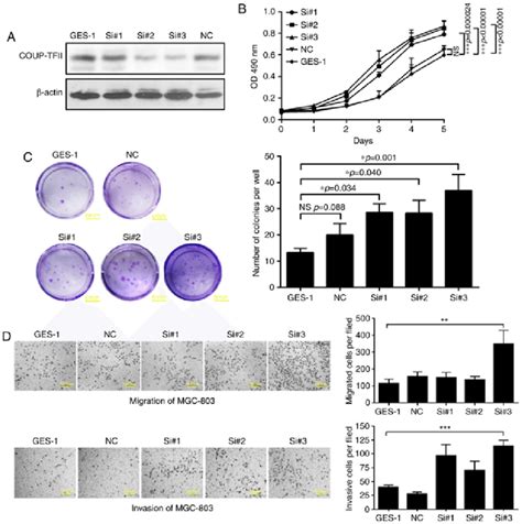 Downregulation Of Coup Tfii Expression Enhances The Proliferation