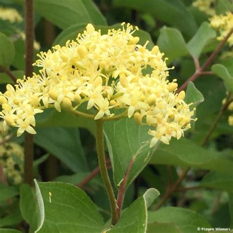 Cornus Asperifolia Var Drummondii Sunshiny Drops Cornouiller à