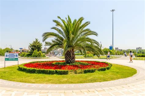 Palm Tree In The Park In The Middle Of Istanbul S Main Square