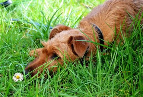 La teigne chez le chien Symptômes et Traitement naturel