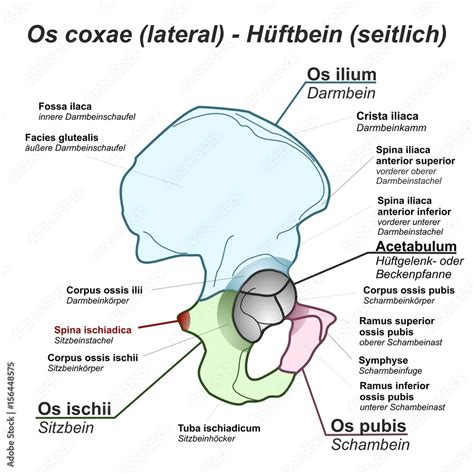 Pelvis Hüftbein Os coxae Hüfte lateral seitlich Anatomie Grafik