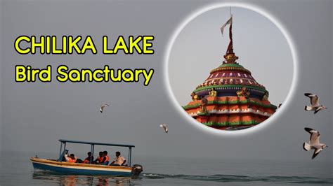 Chilika Lake Bird Sanctuary Tour Youtube