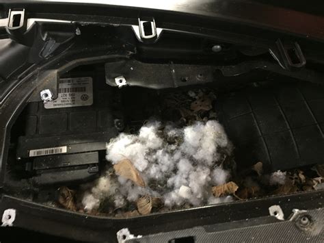 Signs Your Vehicle Has Rodent Issue With Images Global Automotive