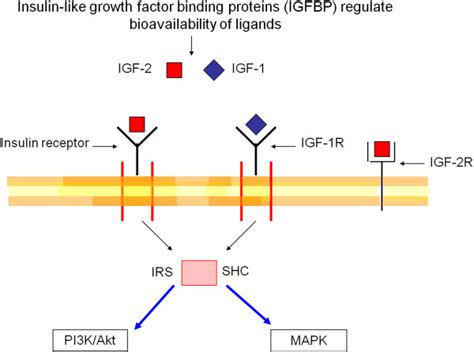 Insulin Like Growth Factor Pathway Bioavailability Of The Ligands