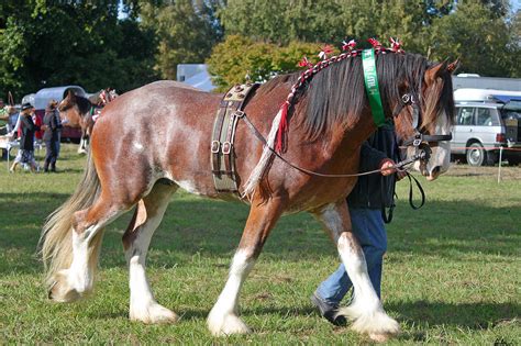 Clydesdale 11 by Sooty-Bunnie on DeviantArt