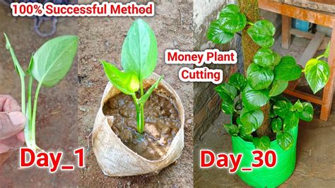 Money Plant Pothos Grow By Cutting How To Grow Money Tree From