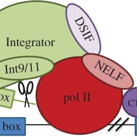 Pol II CTD Phosphorylation Events In SnRNA Gene Transcription