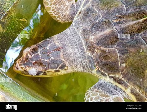 Green Sea Turtle Hawksbill Sea Turtle Loggerhead Sea Turtle Swims Stock