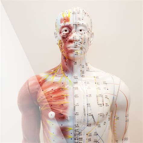 The 12 Meridians Of The Body Explained Columbus Acupuncture LLC