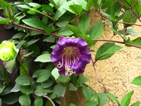 Ewa in the Garden: Beautiful flowers or common weeds? Cathedral bells