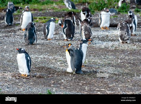 Emperor penguin breeding colony hi-res stock photography and images - Alamy