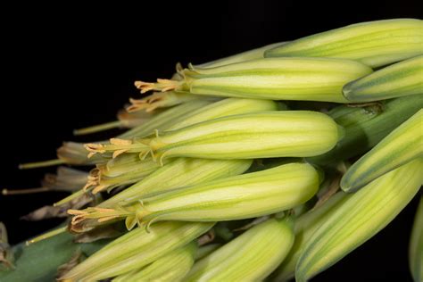 Aloe Vera Asphodelaceae Image 245426 At PhytoImages Siu Edu