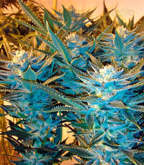 Buy Dinachem Feminized Seeds By Dinafem Seeds Herbies Seeds